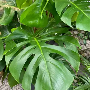 Monstera deliciosa (Large)